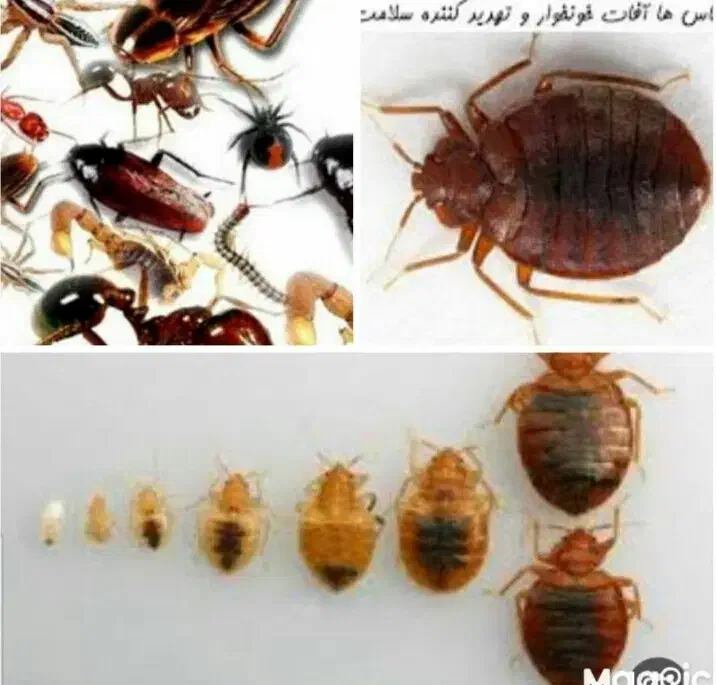 سمپاسی فوری ساس بامجوز وگارانتی۱ساله|خدمات نظافت|کیش, |دیوار