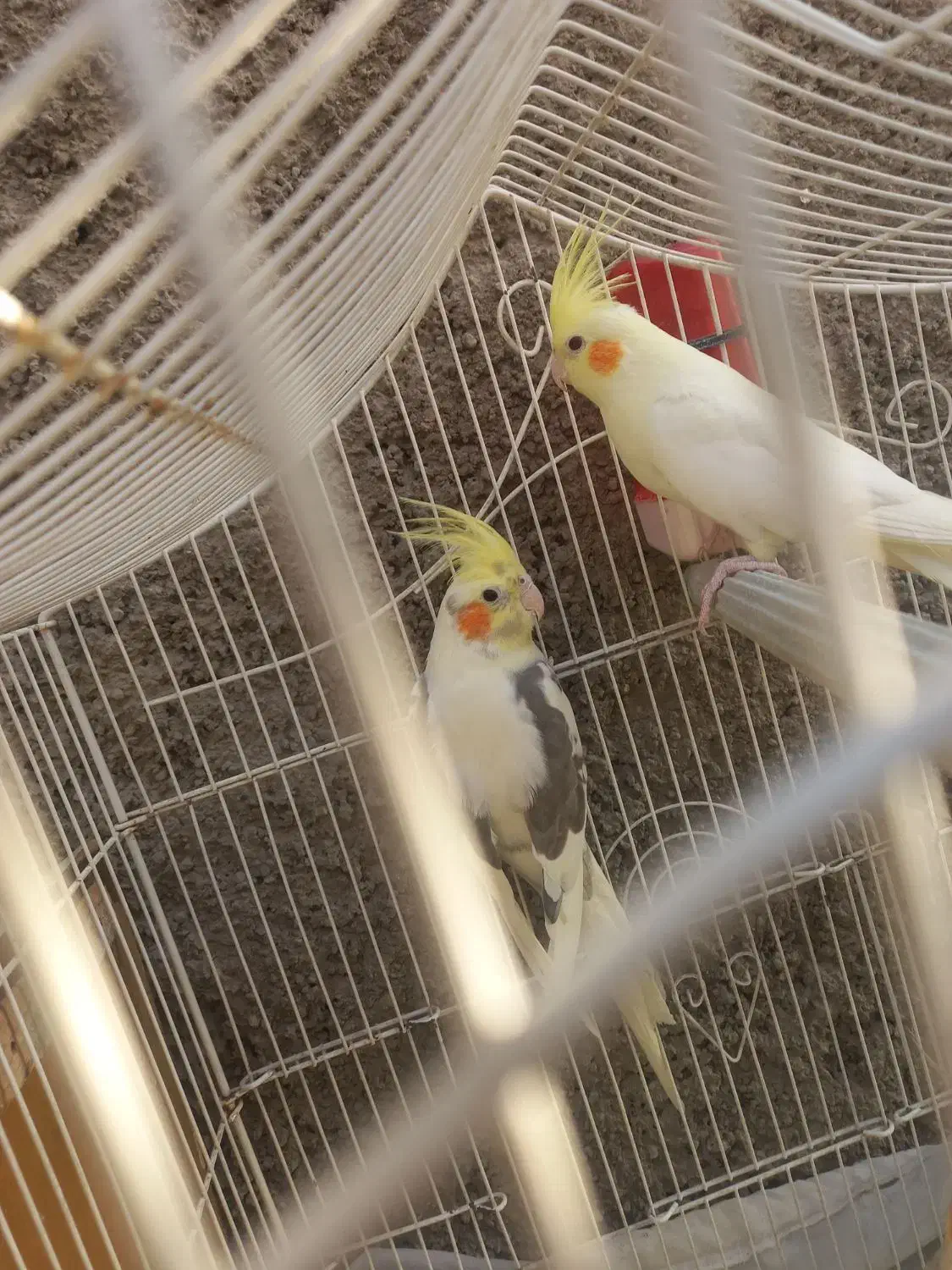 عروس هلندی|پرنده|نسیمشهر, |دیوار