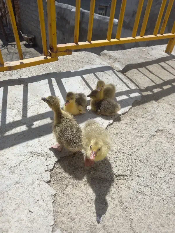 غاز|پرنده|تویسرکان, |دیوار