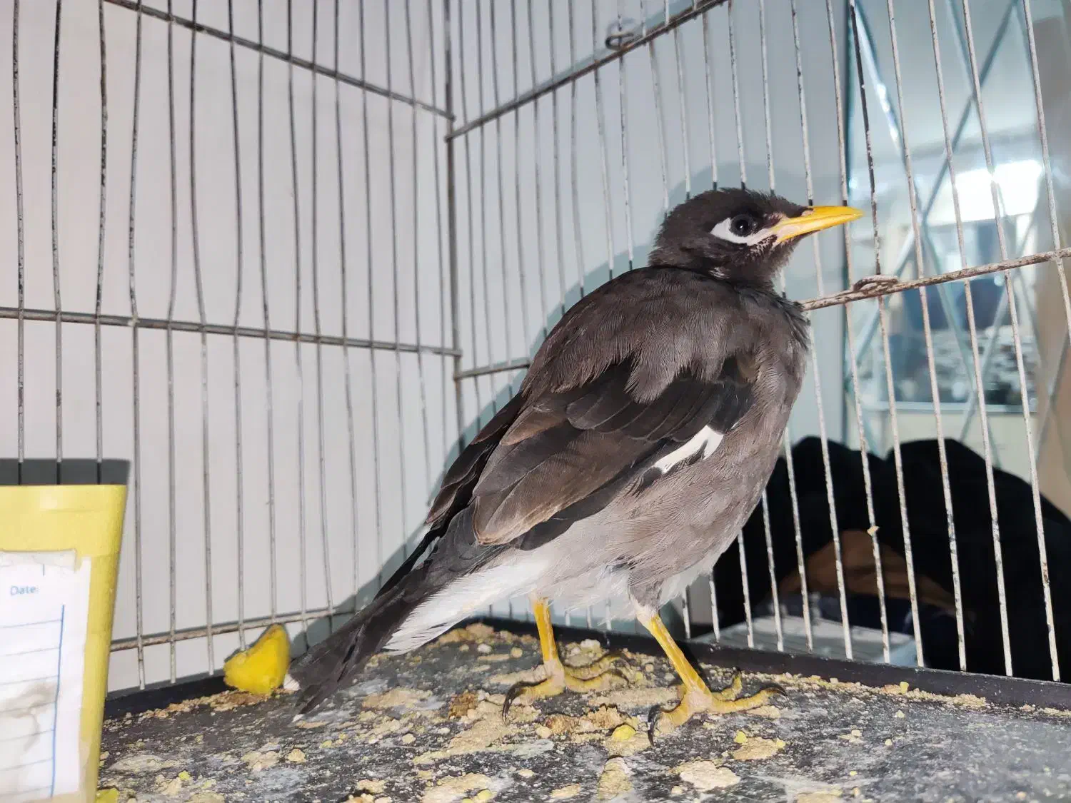 مینا نر فروشی|پرنده|فردیس, شهرک ارم|دیوار