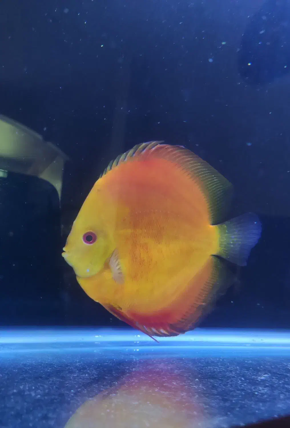 دیسکس اور سایز ++AA|ماهی|تهران, گمرک|دیوار