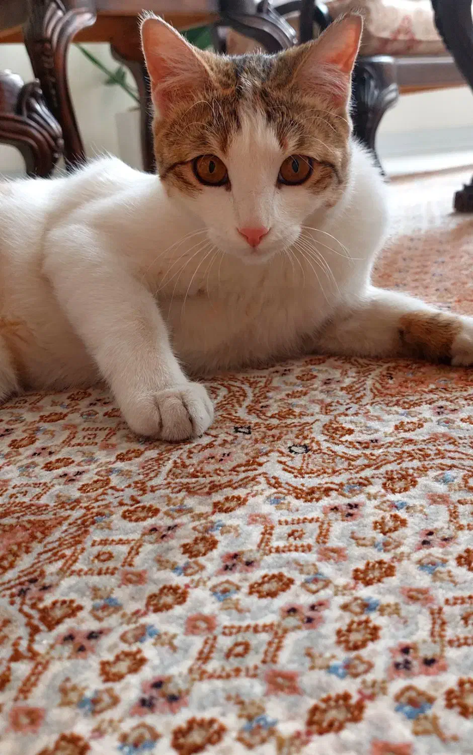 واگذاری رایگان|گربه|کرج, کوی زنبق|دیوار