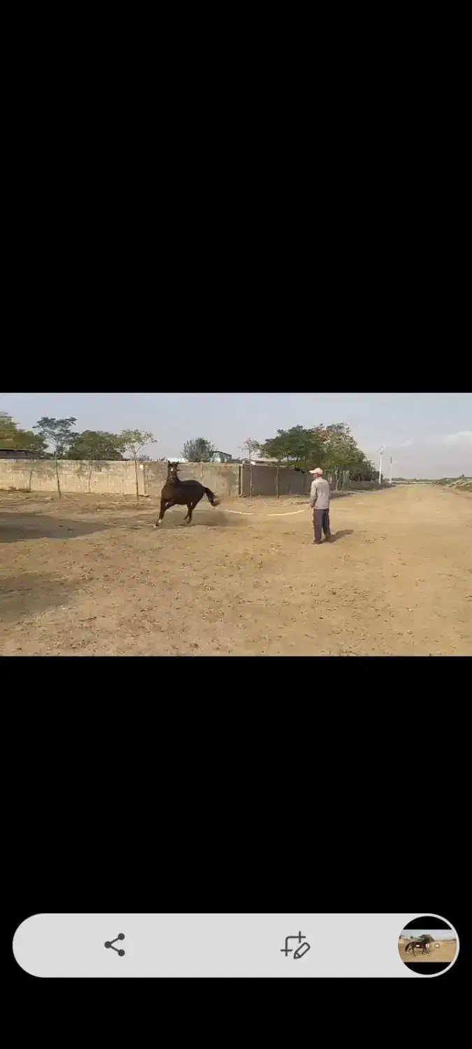 مادیان ترکمن|اسب و تجهیزات اسب‌سواری|گنبد کاووس, |دیوار