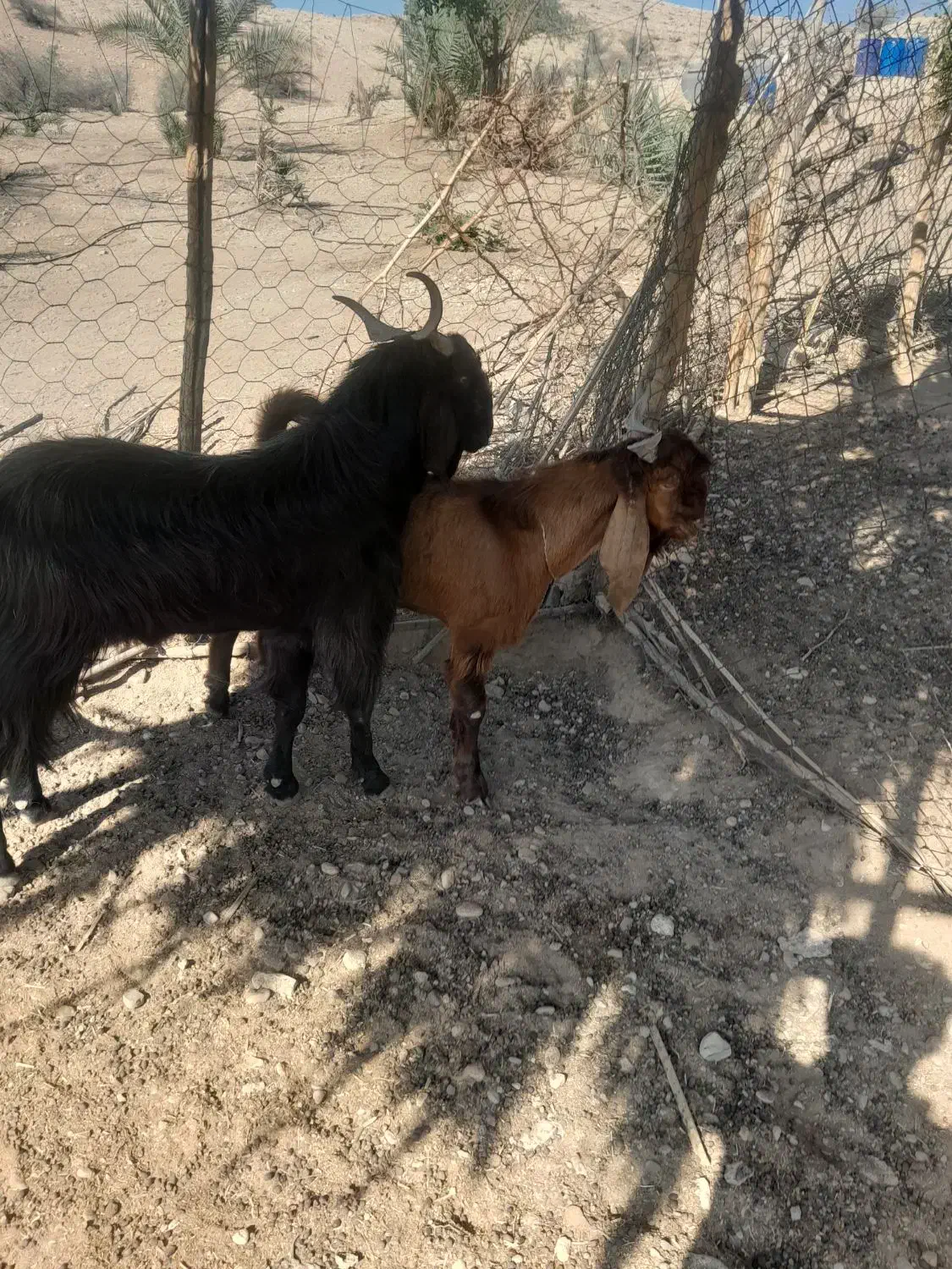 شهرستان شیراز  قیرو کارزین|حیوانات مزرعه|افزر, |دیوار