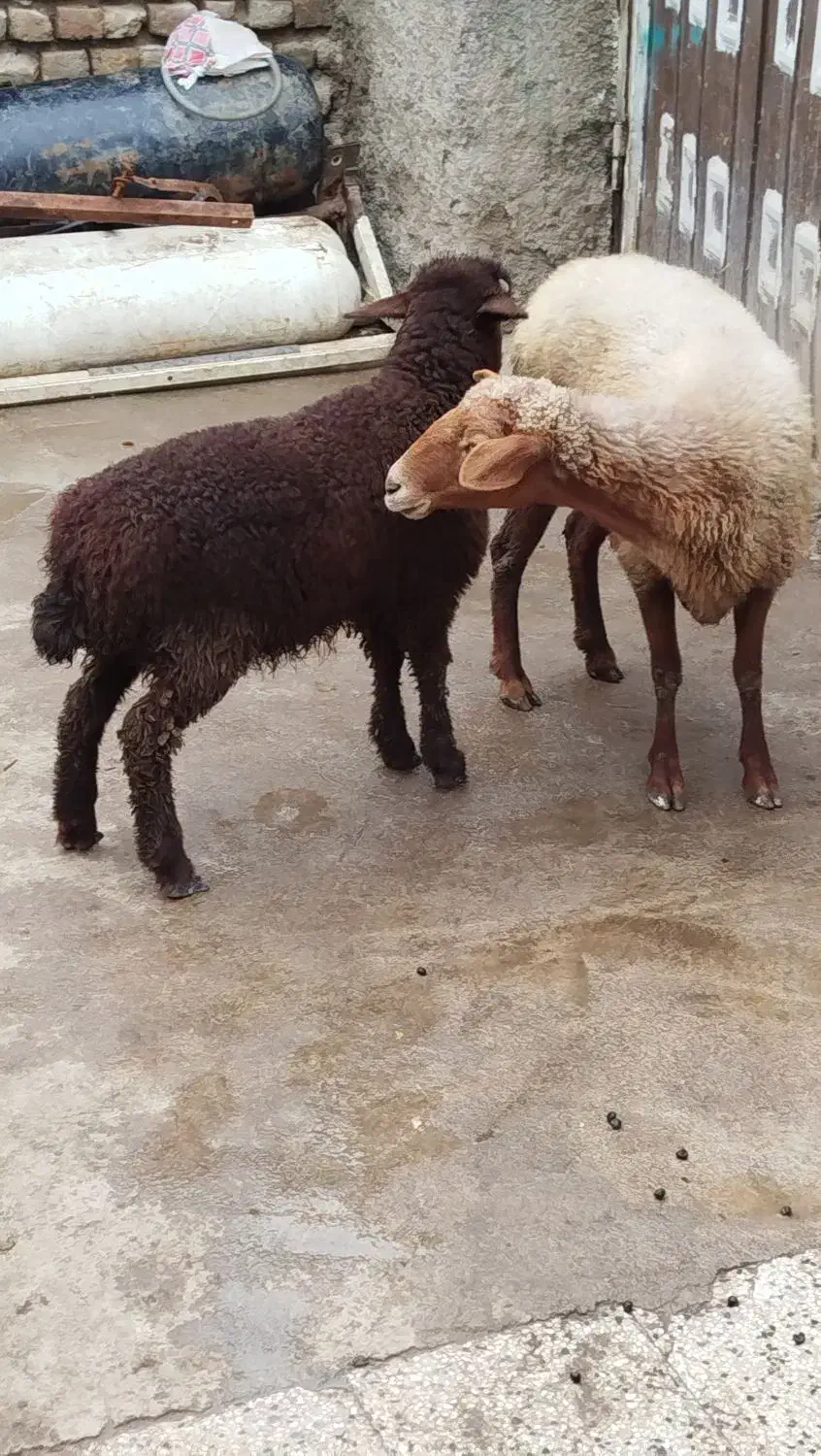 گوسفند بره دار وبزو بزغاله|حیوانات مزرعه|گرگان, |دیوار