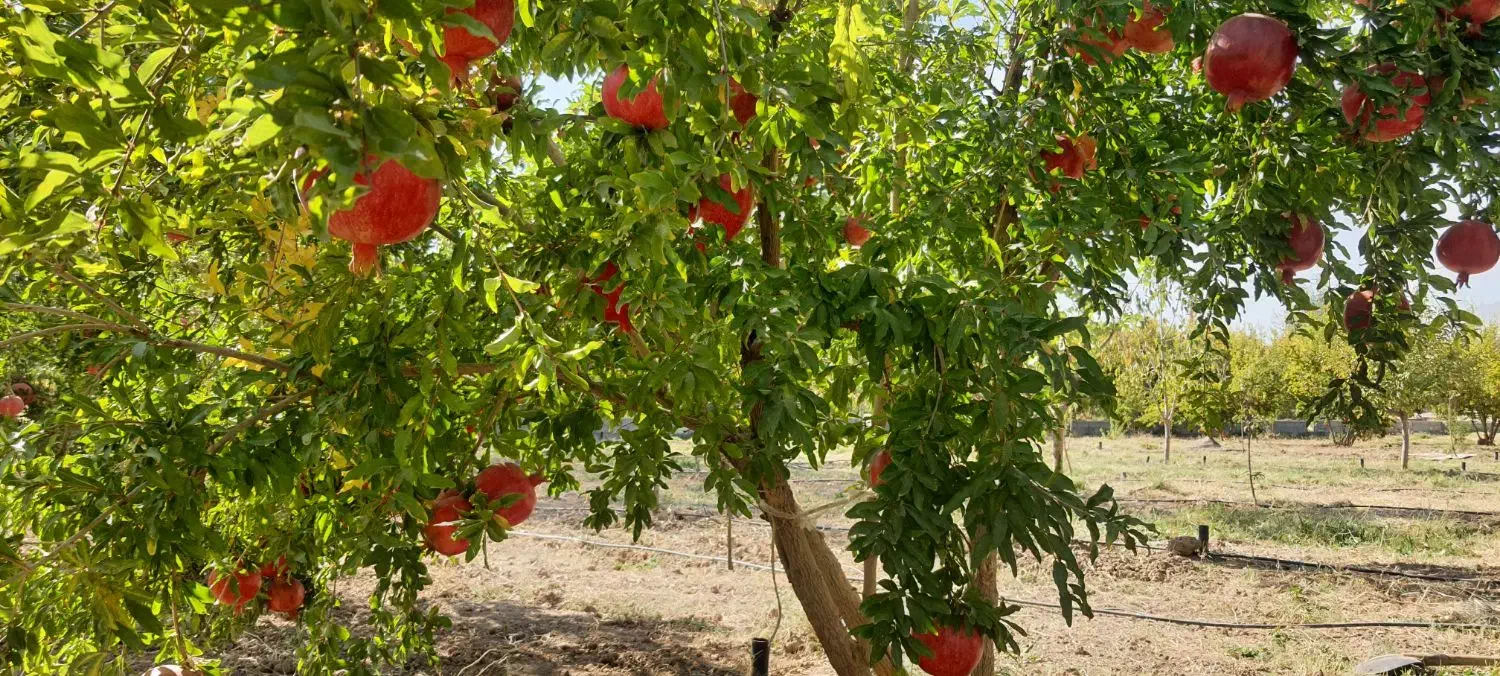 انار ممتاز درجزین|خوردنی و آشامیدنی|مهدی شهر, |دیوار