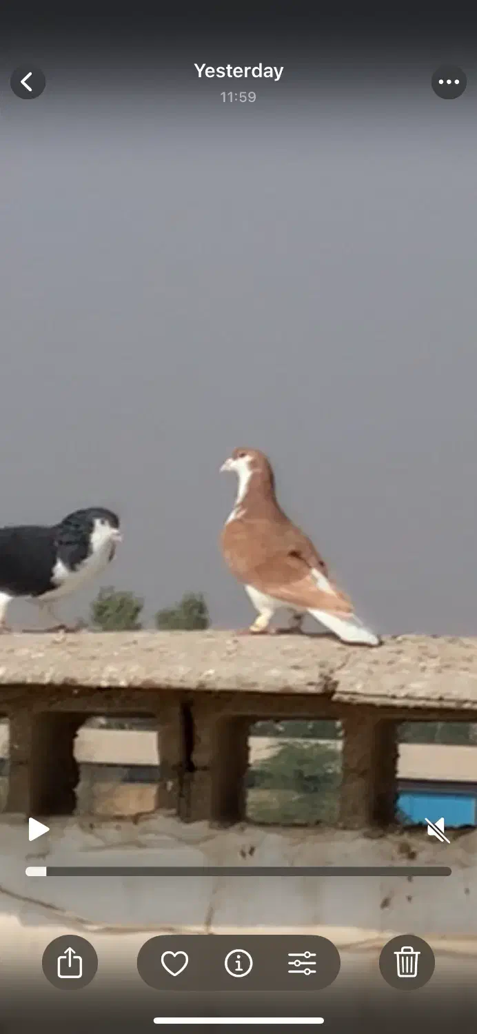 سیدی زرد|پرنده|شوشتر, |دیوار