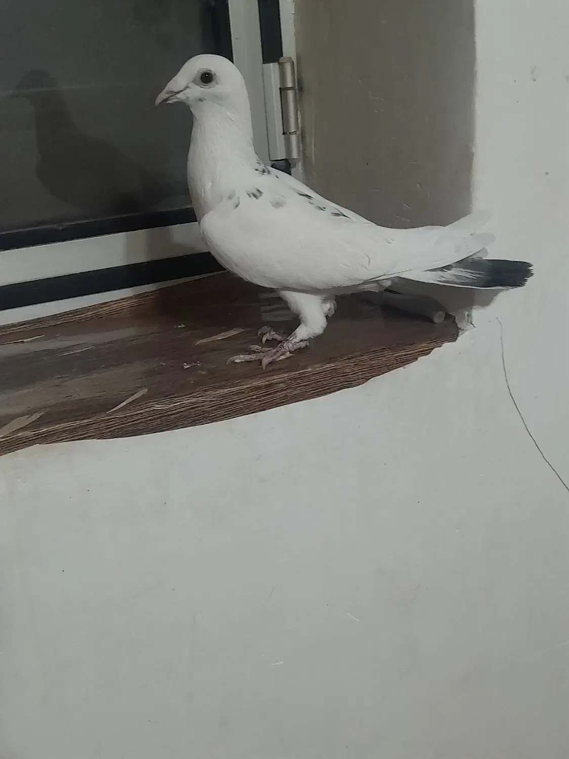 نر پلاکی جو قویروخ|پرنده|ملکان, |دیوار