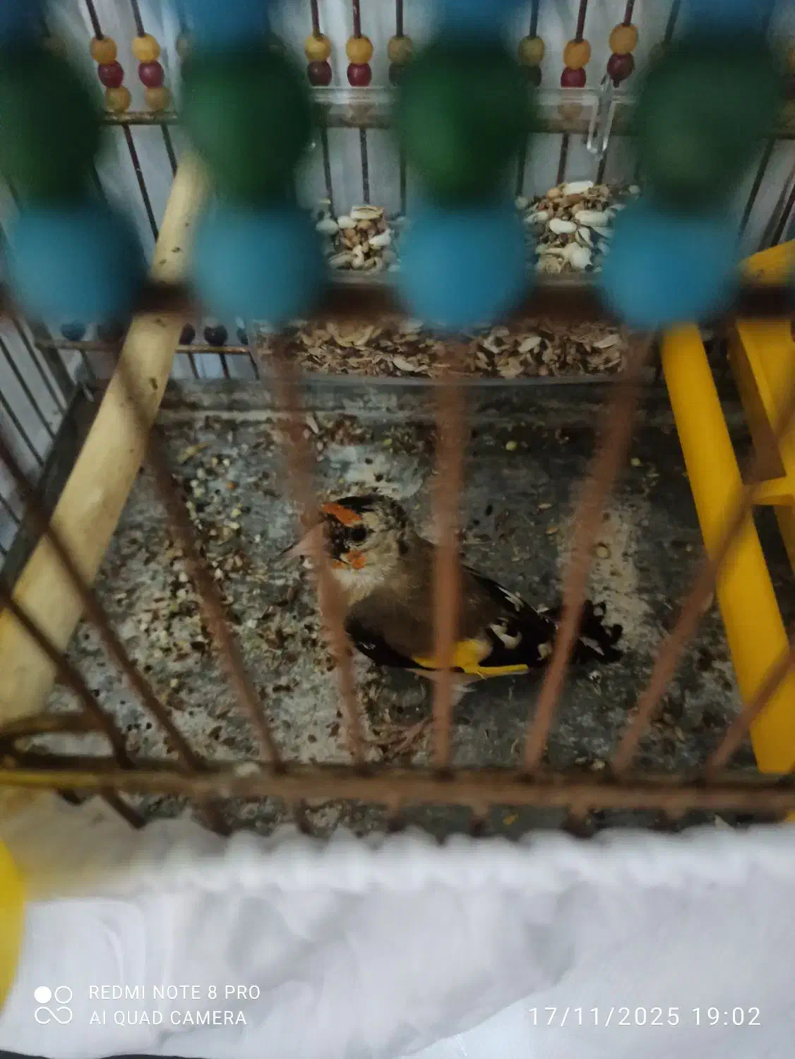 سهره جوجه سال حلقه پا بسیار شرور|پرنده|مهاباد (آذربایجان غربی), |دیوار