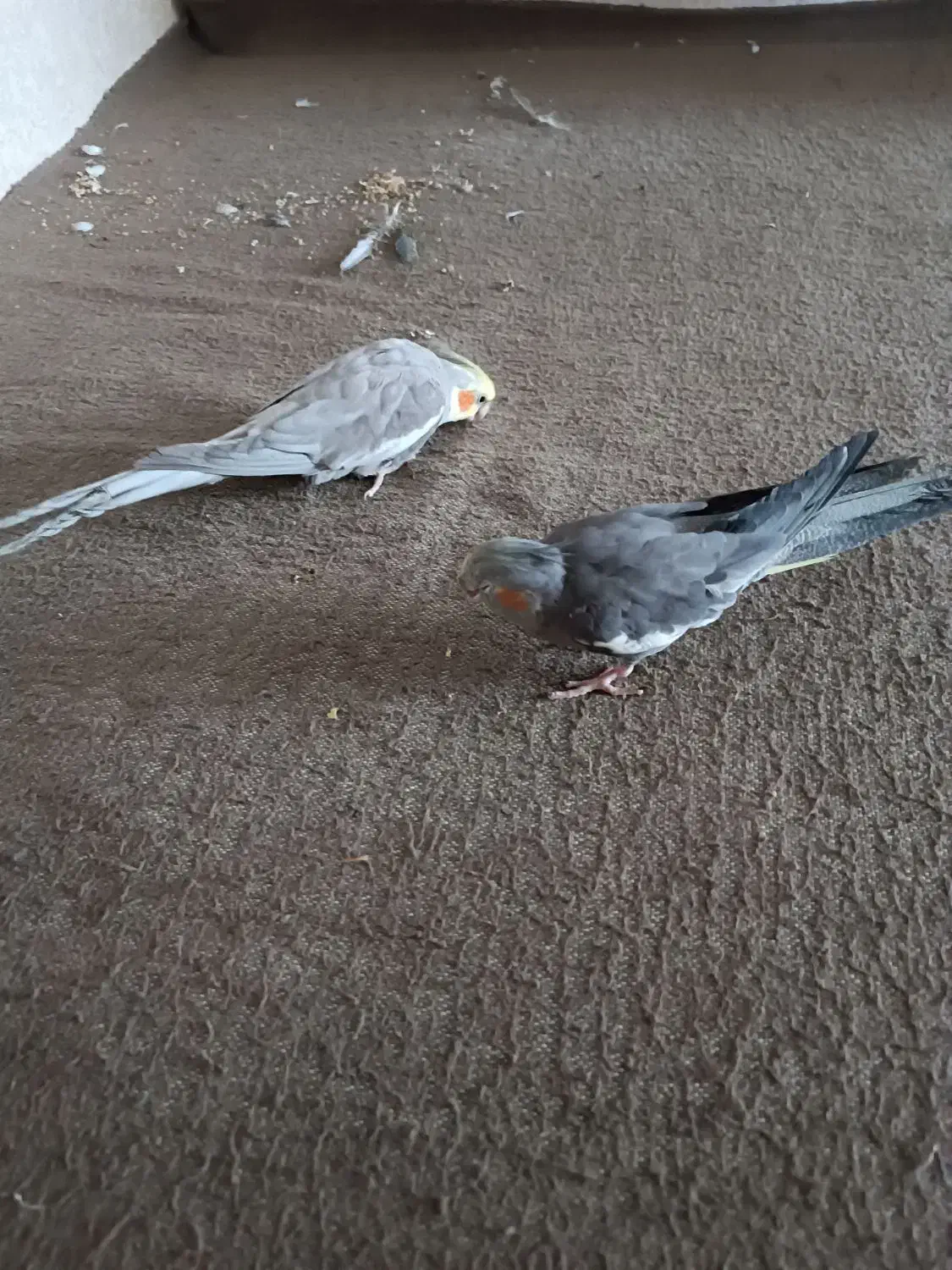 عروس هلندی|پرنده|کبودرآهنگ, |دیوار