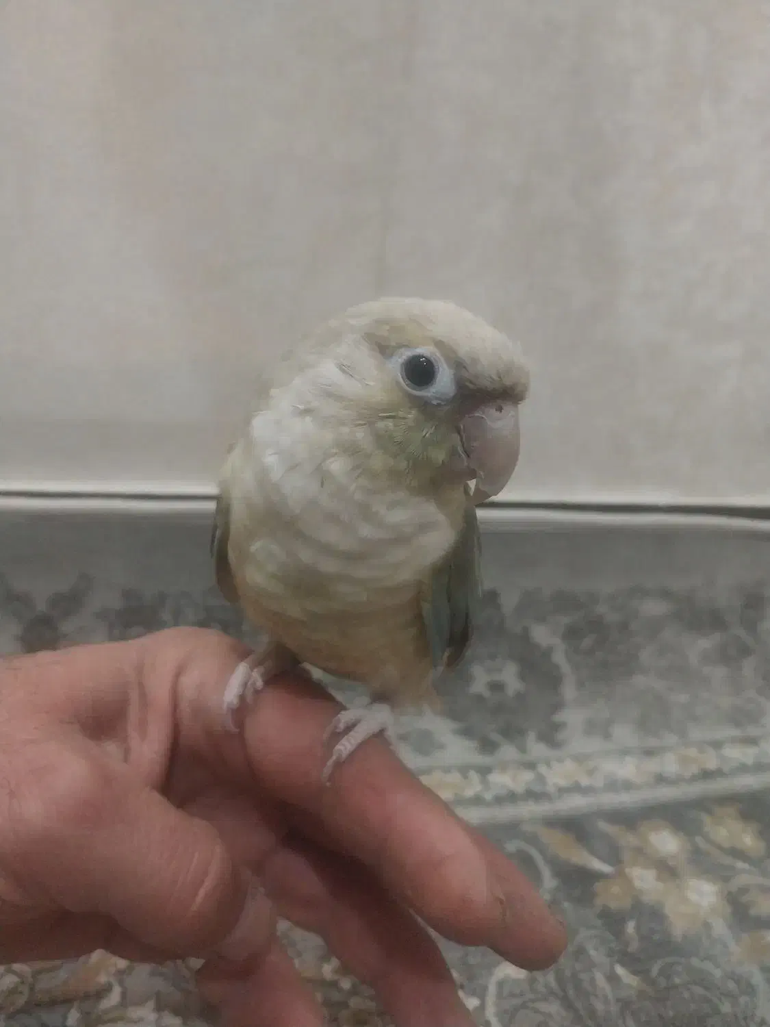 سلام گرینچیک پاین اپل نر دستی|پرنده|قوچان, |دیوار