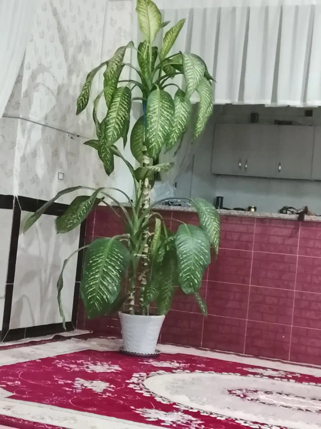 گل دیفن|گل و گیاه طبیعی|بیستون, |دیوار