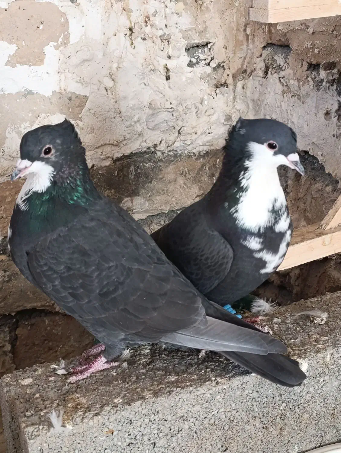 کرباتی|پرنده|شیروان (خراسان), |دیوار