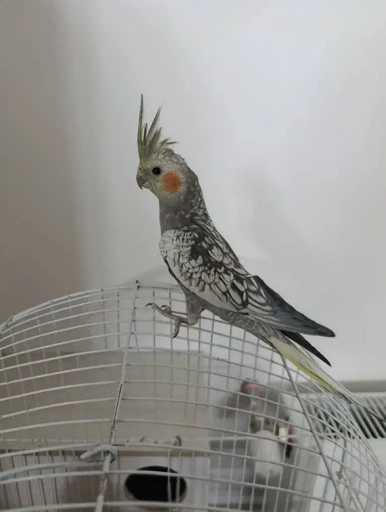 عروس هلندی|پرنده|محمدیه-قزوین, |دیوار