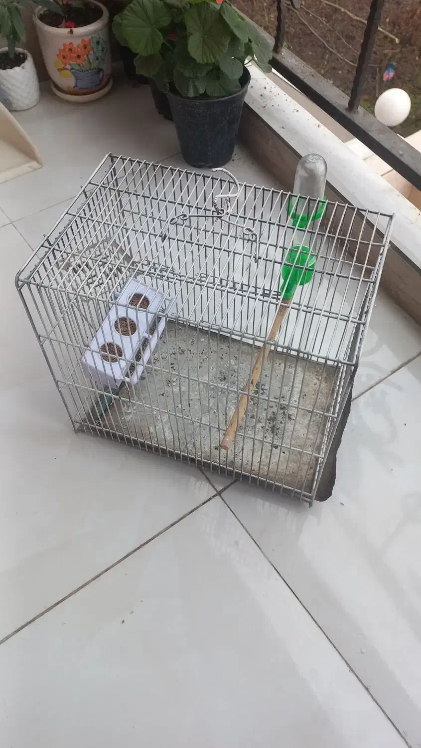 قفس غلامی سهره|لوازم جانبی حیوانات|لاهیجان, لیالستان|دیوار