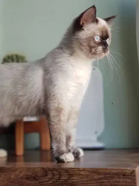 گربه نژاد سیامی|گربه|بندرعباس, |دیوار