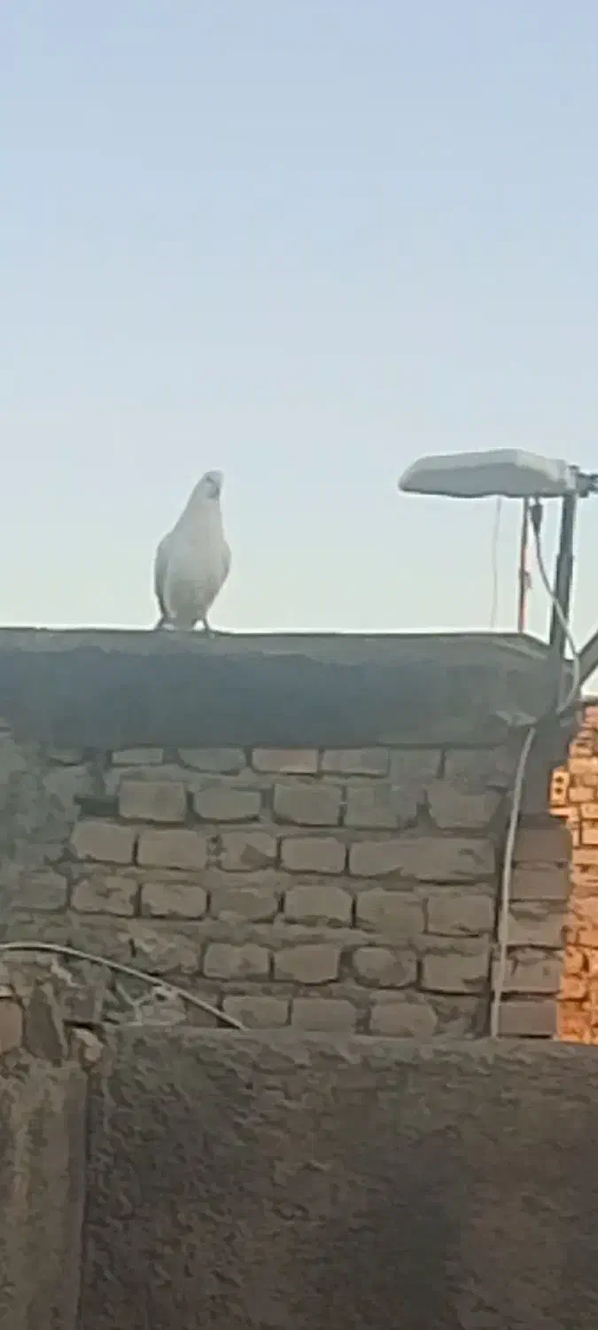 سار دوبر|حیوانات|چناران, |دیوار