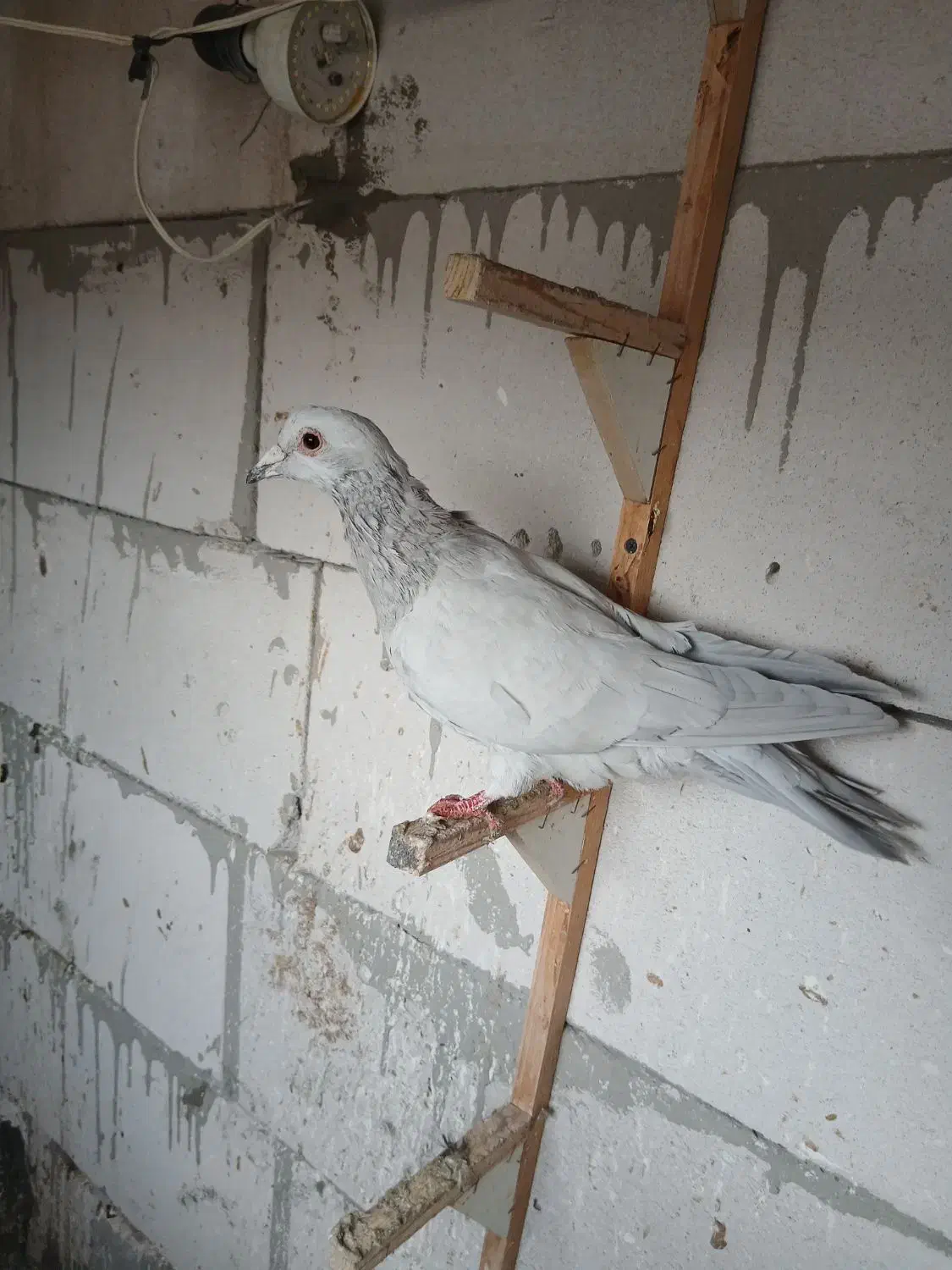 کفتر|پرنده|مشهد, کارمندان دوم|دیوار