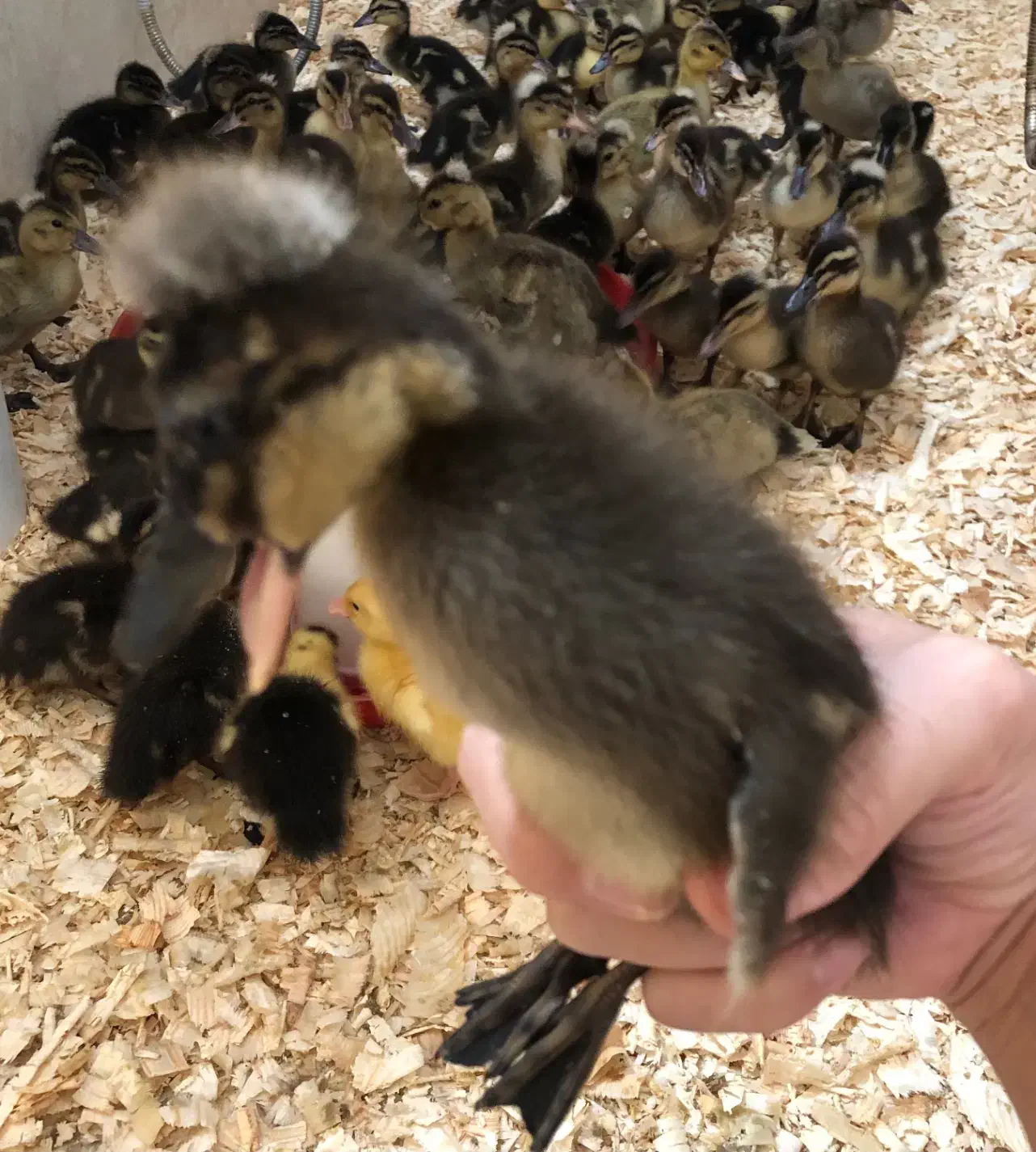 جوجه اردک کاکلی اردک محلی  یکماهه و دوماهه|حیوانات مزرعه|چالوس, |دیوار