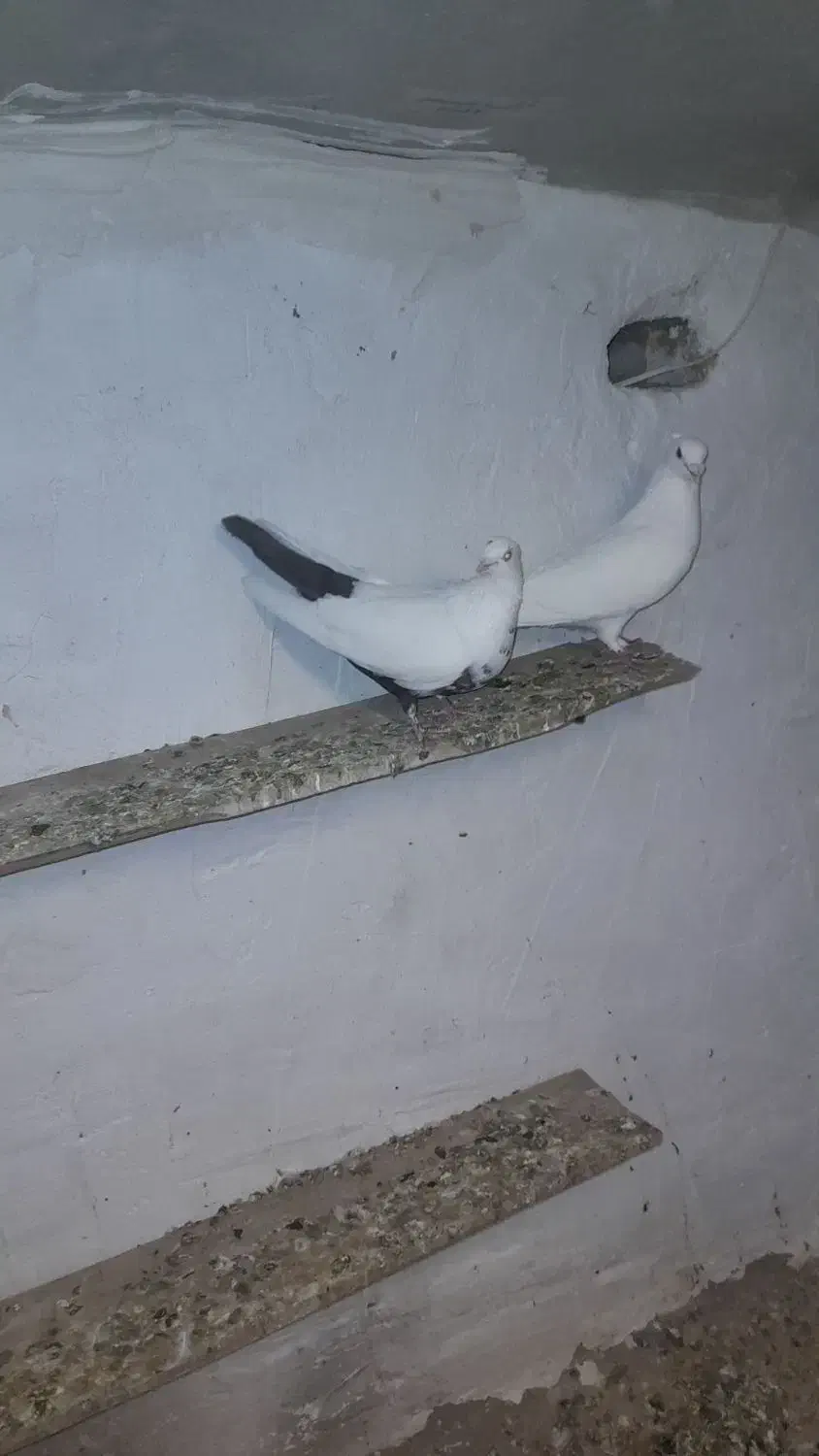 کبوتر رنگی|پرنده|آبگرم, |دیوار