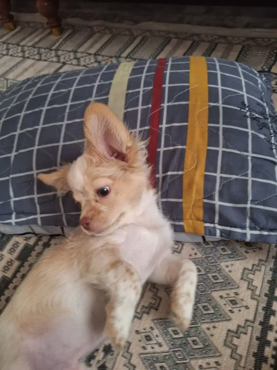 سگ مالتیز واگذاری|سگ|اسلامشهر, شهرک قائمیه|دیوار