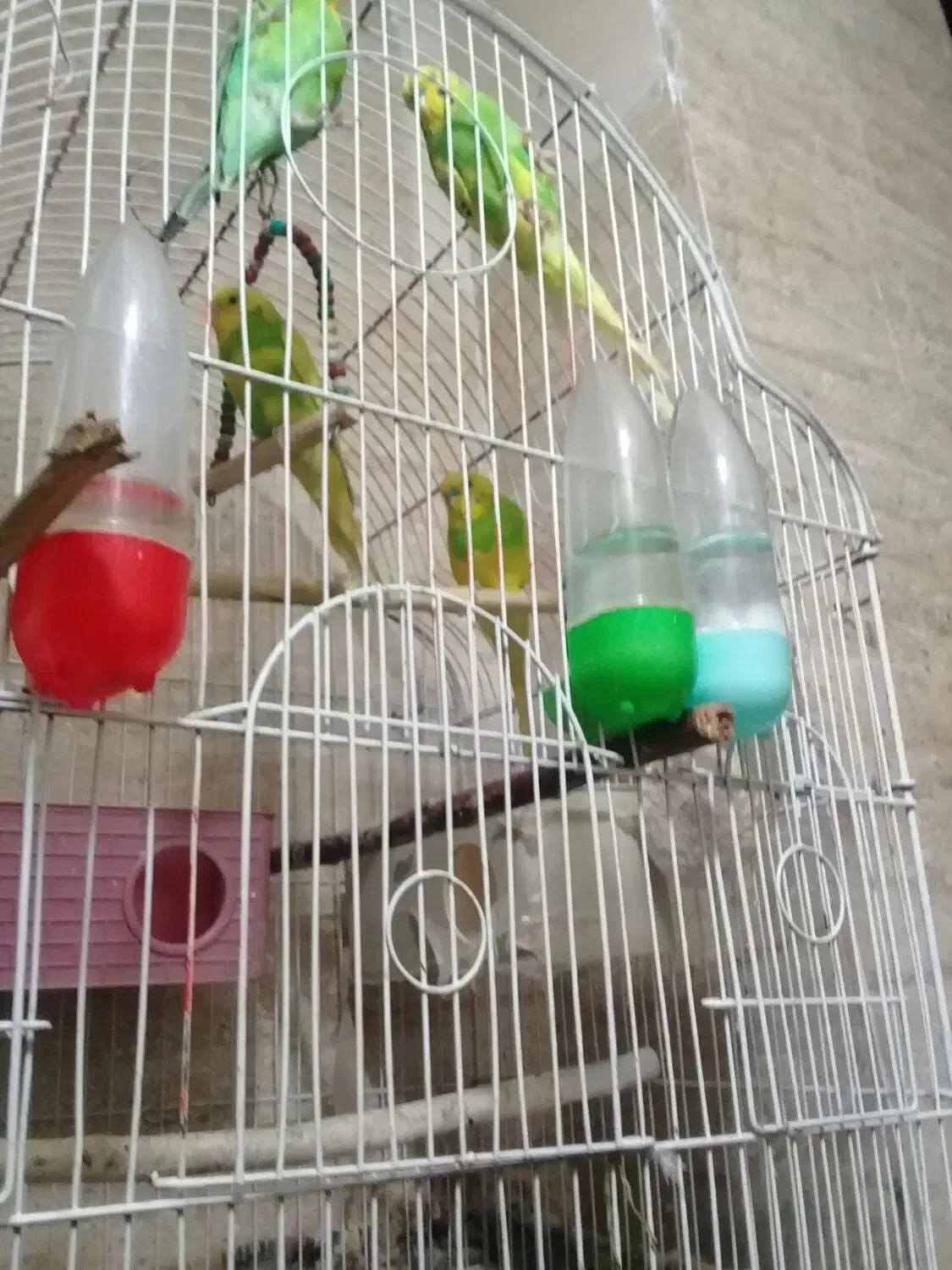 پرنده مرغ عشق|پرنده|گرگان, |دیوار