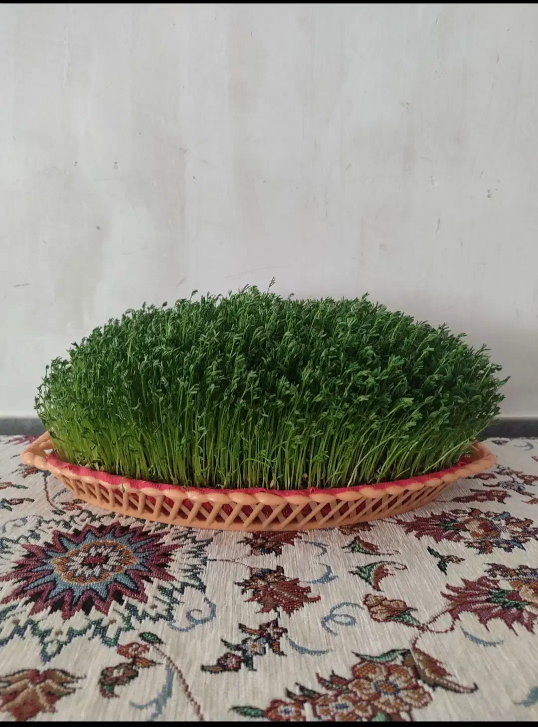 سبزه|گل و گیاه طبیعی|کوهدشت, |دیوار