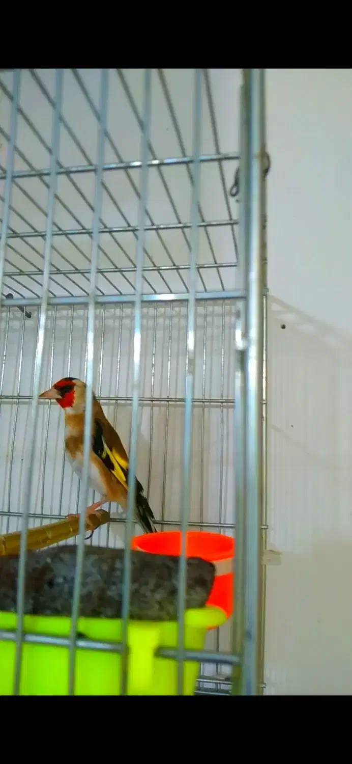 سهره ۴ گل و قناری مست شلاقی زنگی|پرنده|مشهد, کوی دروی|دیوار