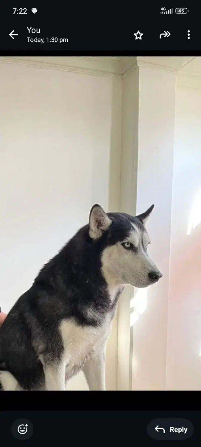 هاسکی گم شده|حیوانات|احمدآبادمستوفی, |دیوار