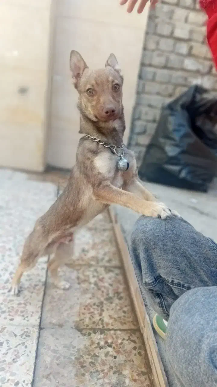 سگ مینی|سگ|خرم‌آباد, |دیوار