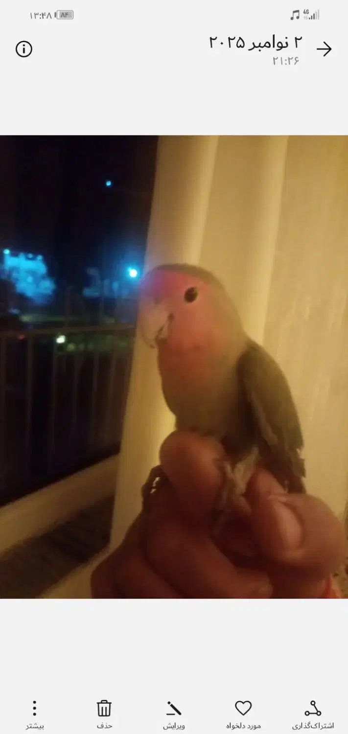 طوطی برزیلی|پرنده|سنندج, |دیوار