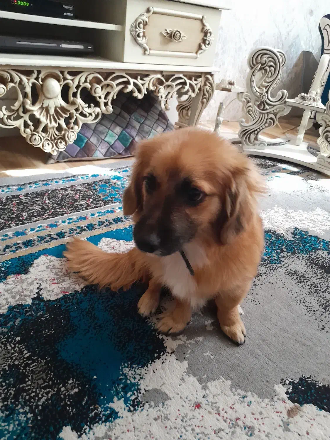 سگ پامر با ژرمن ورک|سگ|قرچک, پویینک|دیوار