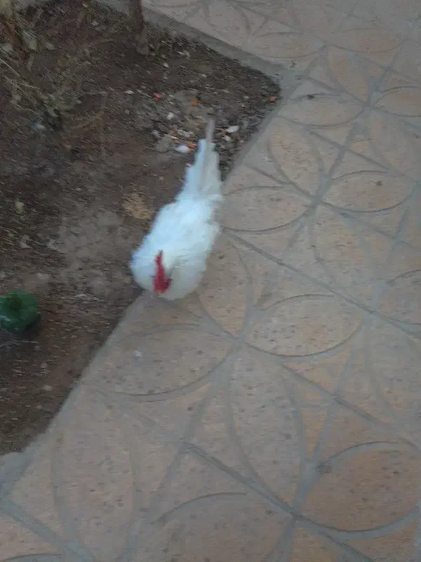 خروس سفید|حیوانات مزرعه|شاهینشهر, گرگاب|دیوار