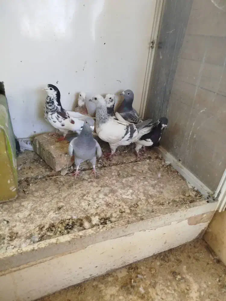 کفترپلاکی|پرنده|صدرا-فارس, فاز ۲|دیوار