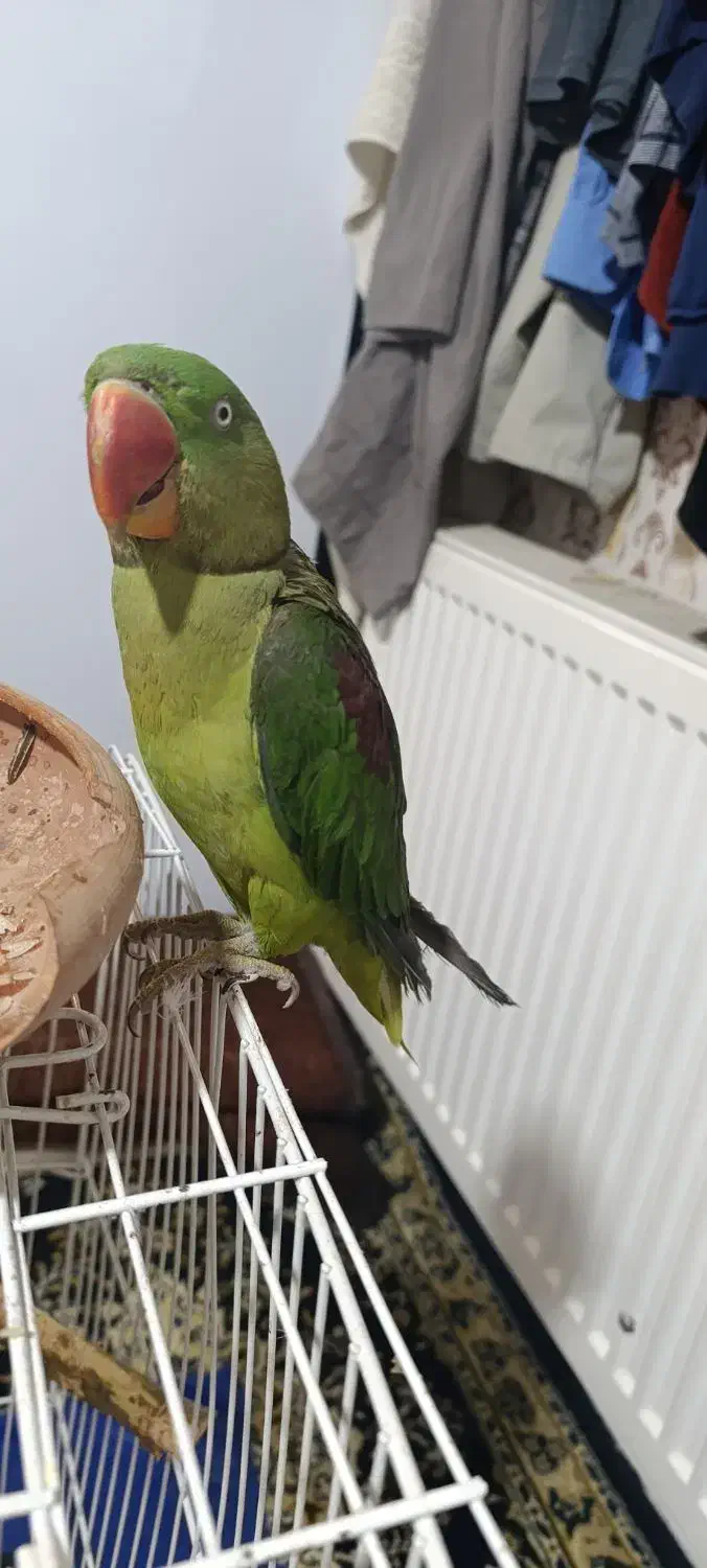 شاه طوطی نر|پرنده|کرمانشاه, |دیوار