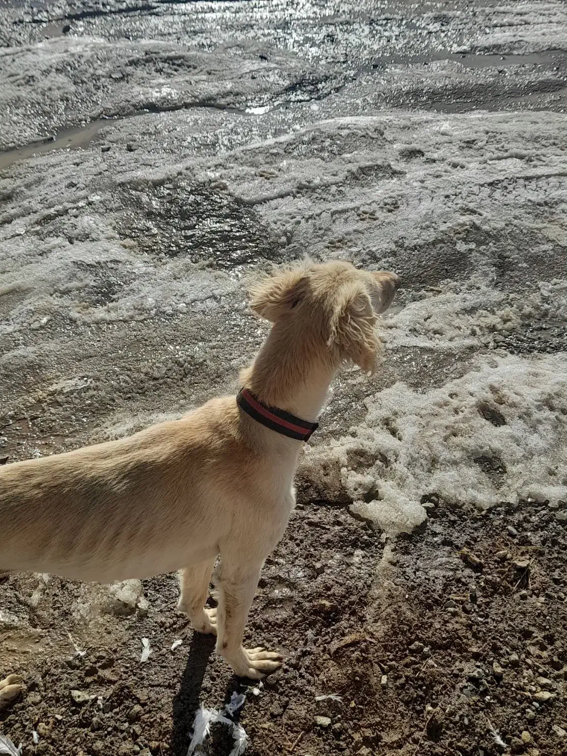 تازی ماده / تانجی|سگ|دیواندره, |دیوار