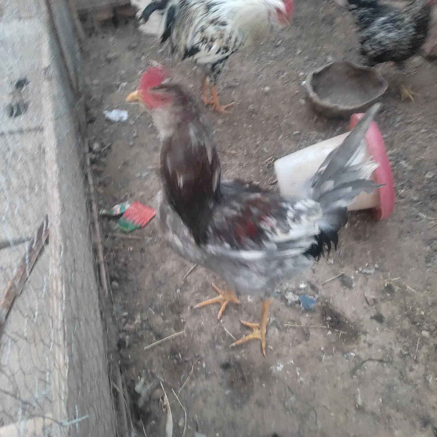 فروش خروس گلین|حیوانات مزرعه|یزدان شهر, |دیوار