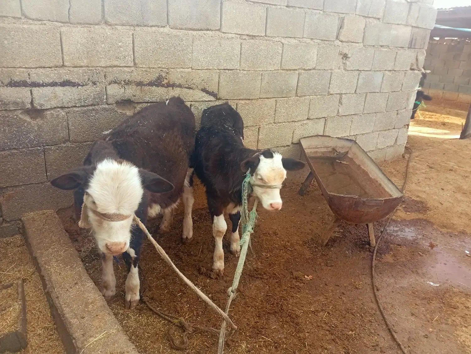 فروش گاو گوساله نر|حیوانات مزرعه|شیراز, کوشک میدان|دیوار