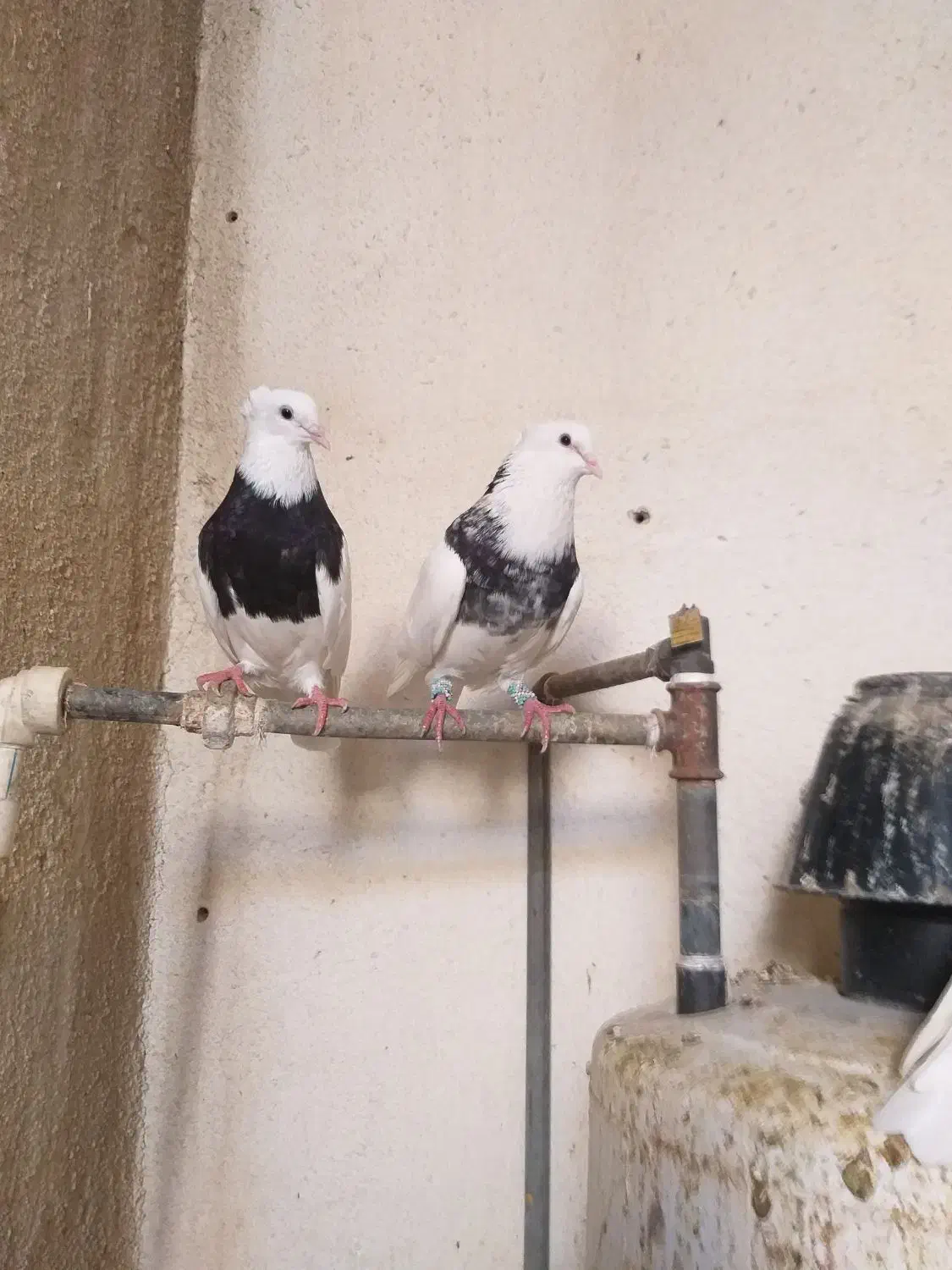 طوقی|پرنده|شوشتر, |دیوار