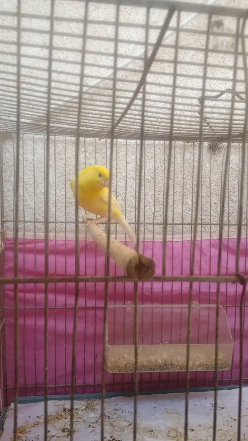 قناری نر روسی|پرنده|بندرعباس, |دیوار