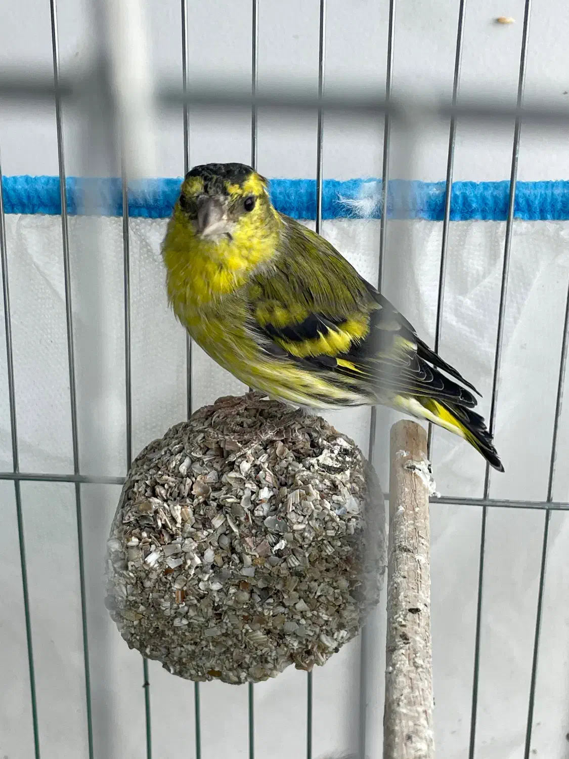 سهره نر با قفس ولوازم|پرنده|دماوند, دماوند|دیوار