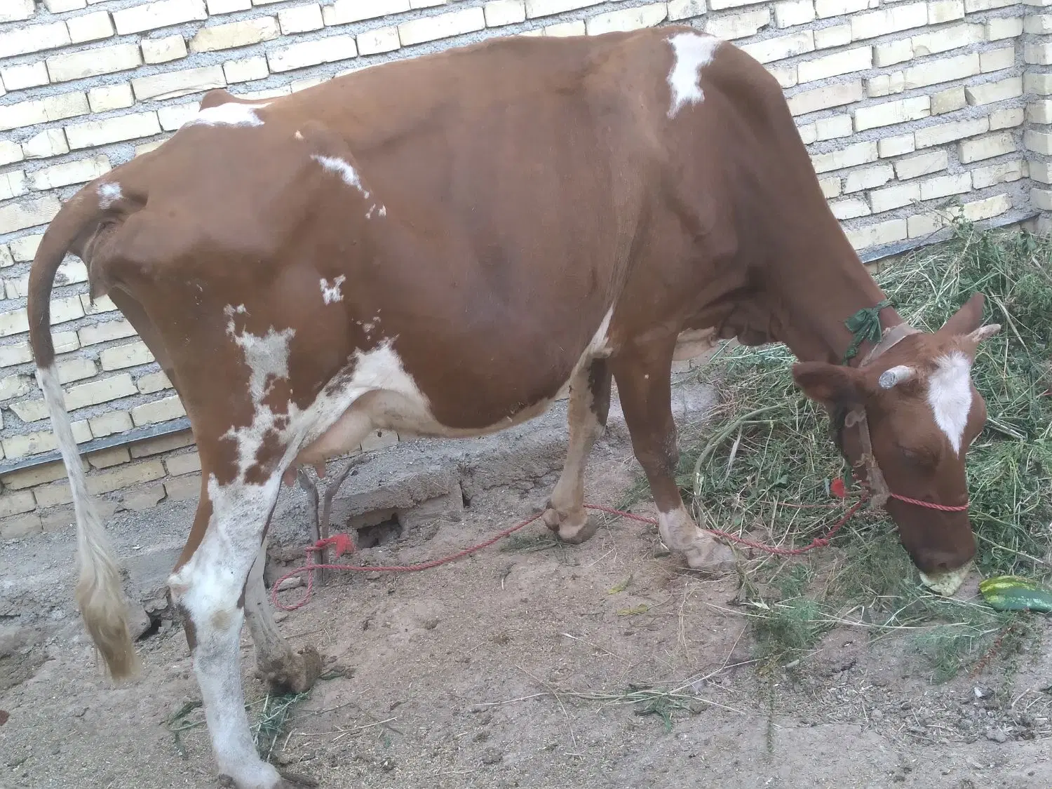 گاو|حیوانات مزرعه|اهواز, اهواز|دیوار