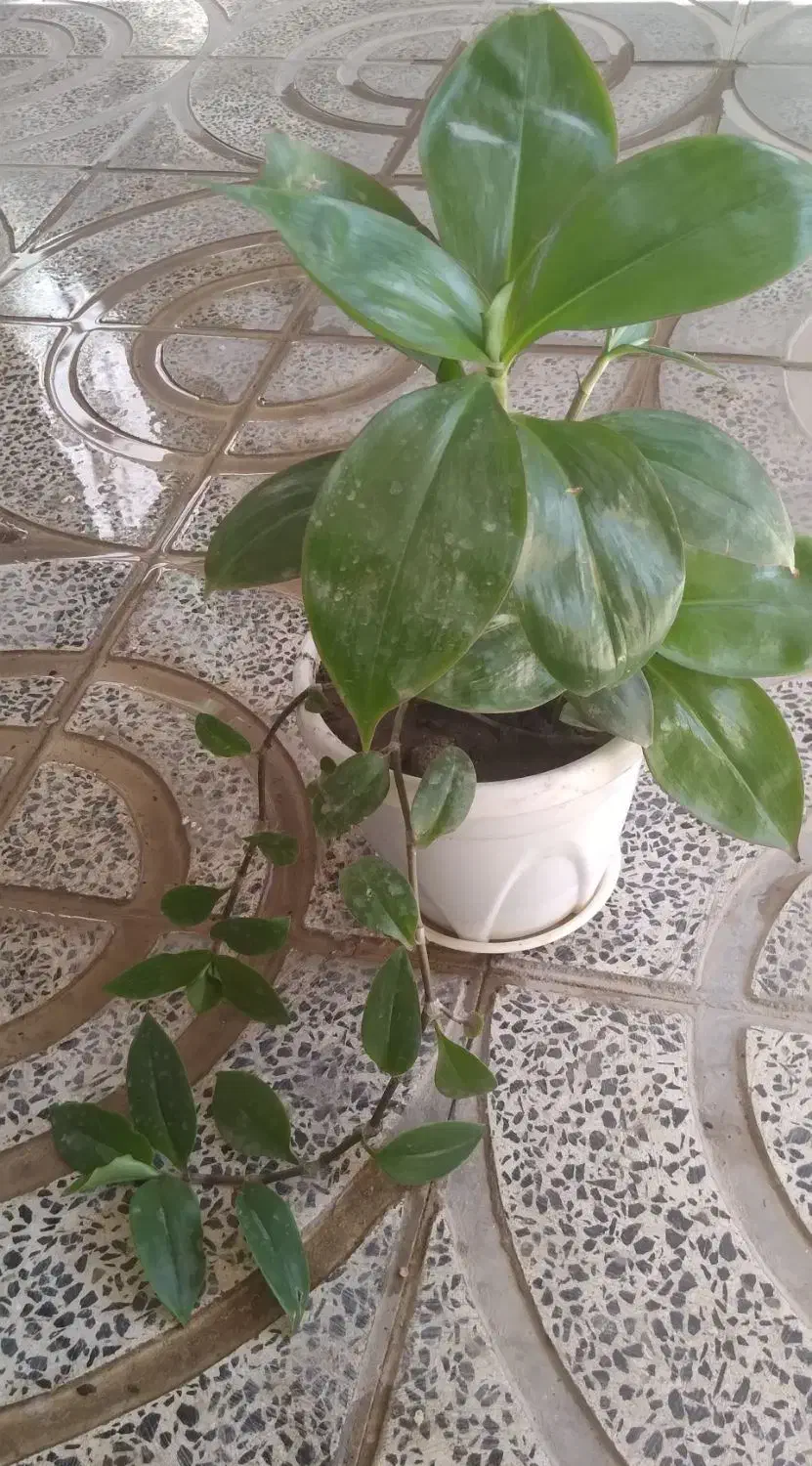 گل های آپارتمانی|گل و گیاه طبیعی|کرمانشاه, |دیوار