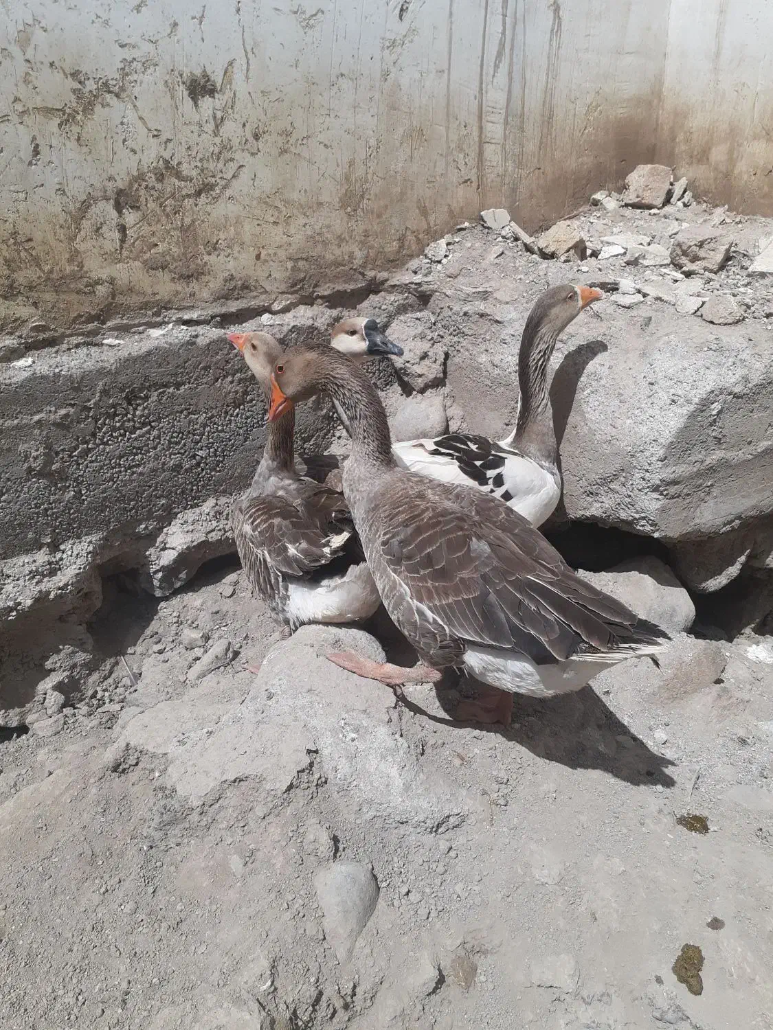 غاز|حیوانات مزرعه|نیر (اردبیل), |دیوار