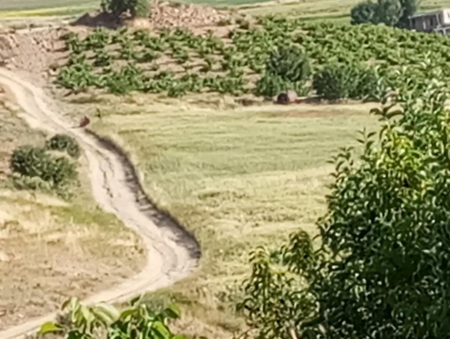 زمین کشاورزی|فروش زمین و ملک کلنگی|خلیفان, |دیوار