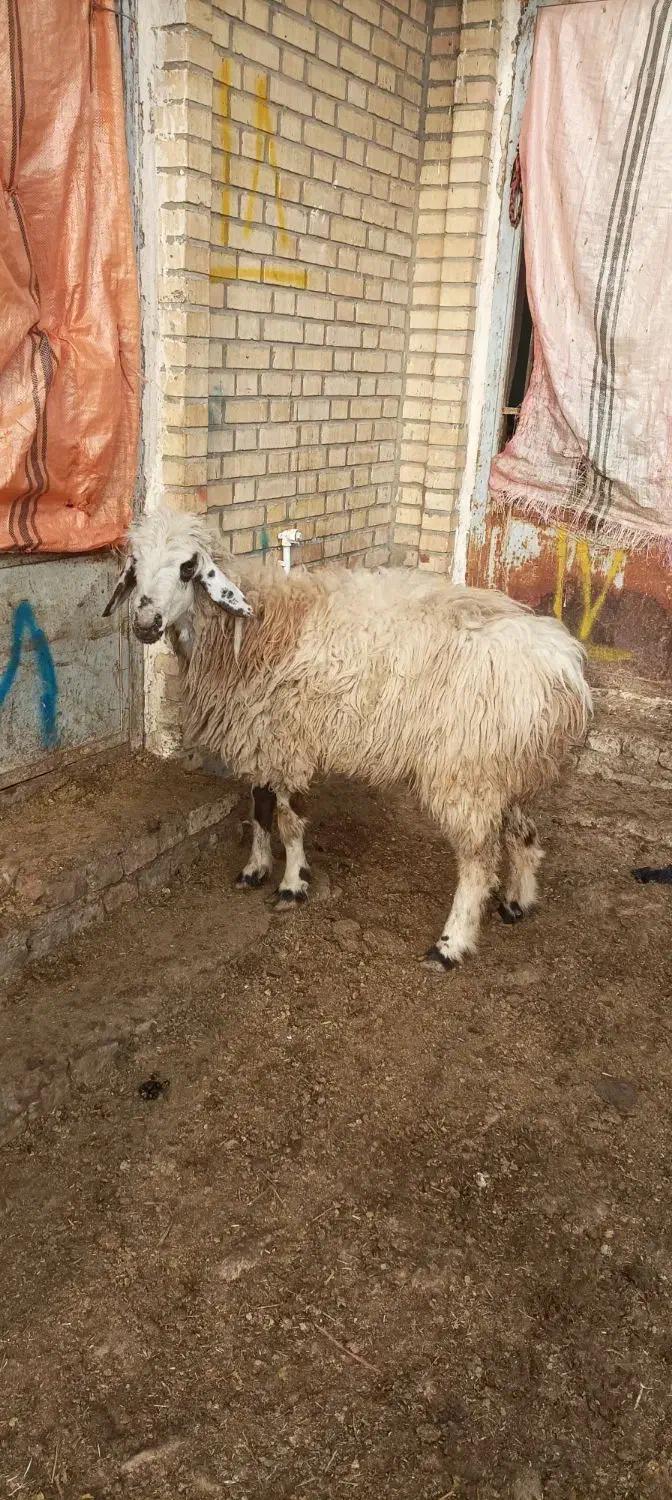 یکراسمیشاولشکمکشتاری|حیوانات مزرعه|بجنورد, |دیوار