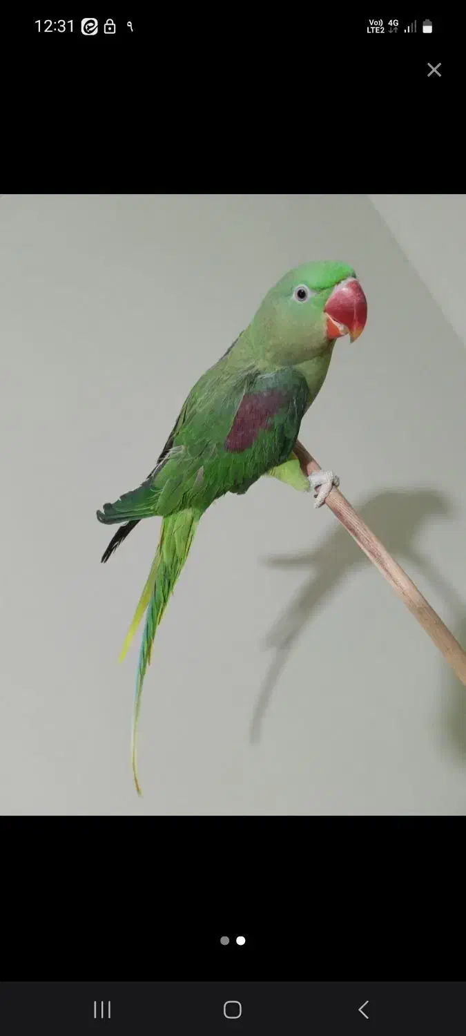 طوطی  رام  (پرنده شاه طوطی اسکندر) با قفس ولوازم|پرنده|شاهرود, |دیوار