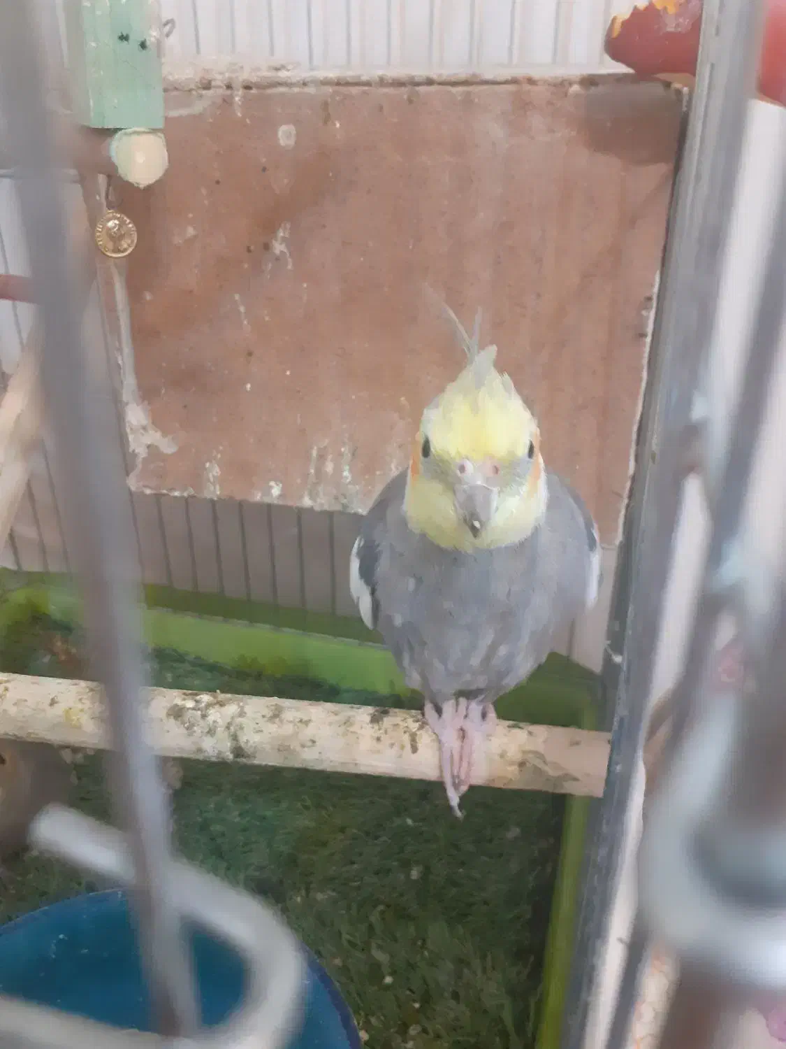 عروس هلندی همراه جوجه|پرنده|تهران, قیطریه|دیوار