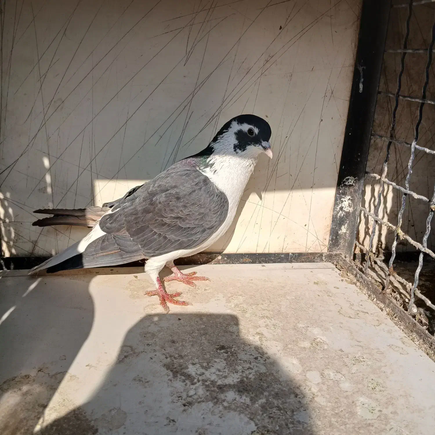 کبوتر|پرنده|ری, بازار گل خاوران|دیوار