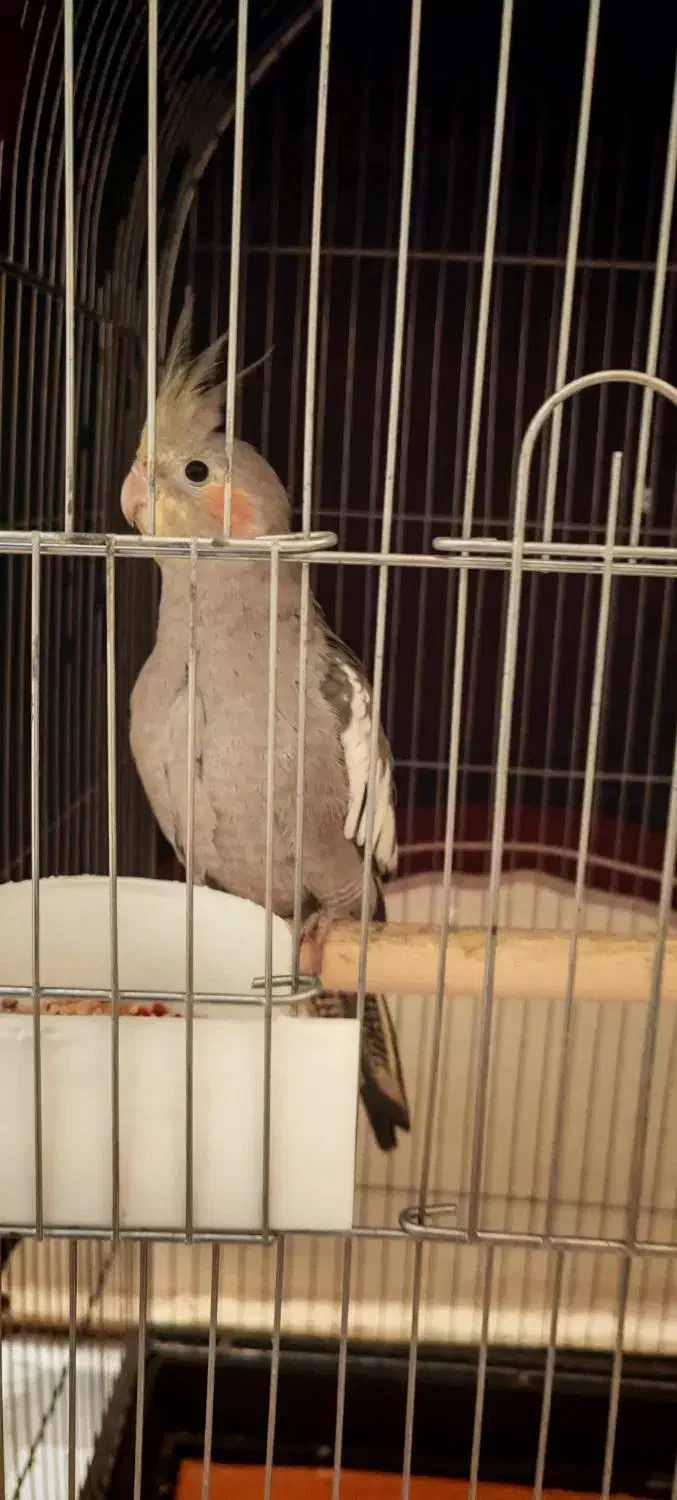 عروس پاریس هلندی|پرنده|اهواز, منبع اب|دیوار